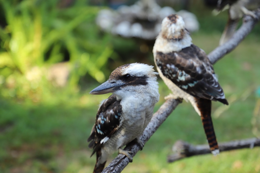 Kookaburra